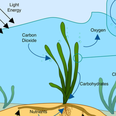 seagrass ecosystem