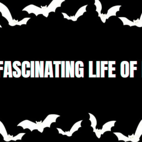 The fascinating lives of Bats