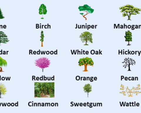 names of trees