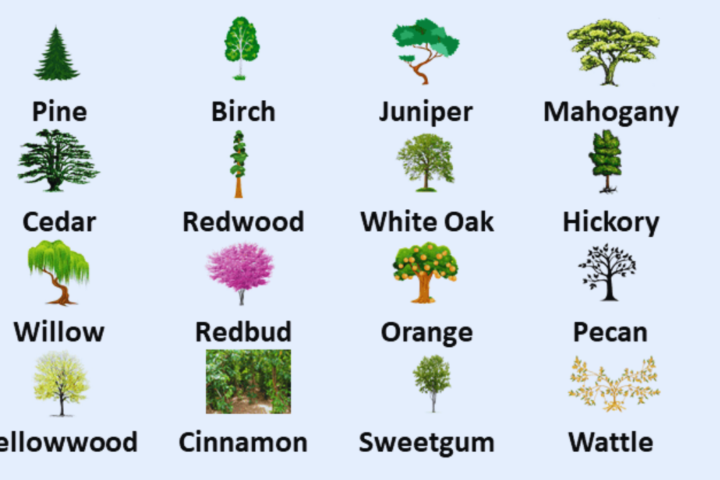 names of trees